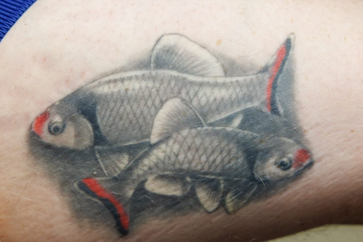 Tattoo of two Fieryblack Shiners