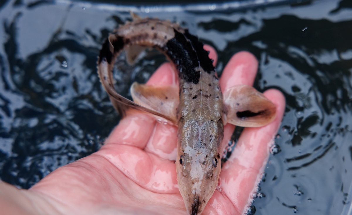 A Lake Sturgeon relased into the Tennessee River by the Tennessee Aquarium Conservation Institute from Coolidge Park on Wednesday, Oct. 30, 2024, in Chattanooga, Tenn.