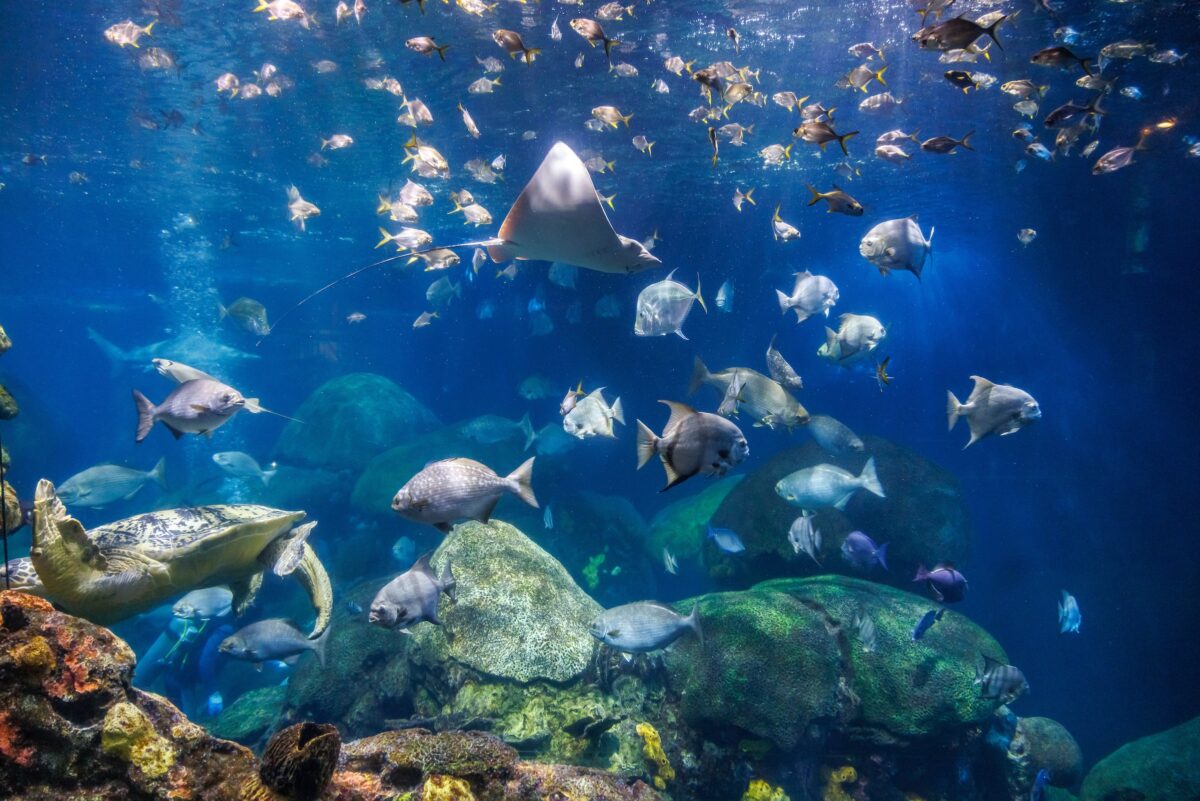 The Tennessee Aquarium's 618,000-gallon Secret Reef marine exhibit.