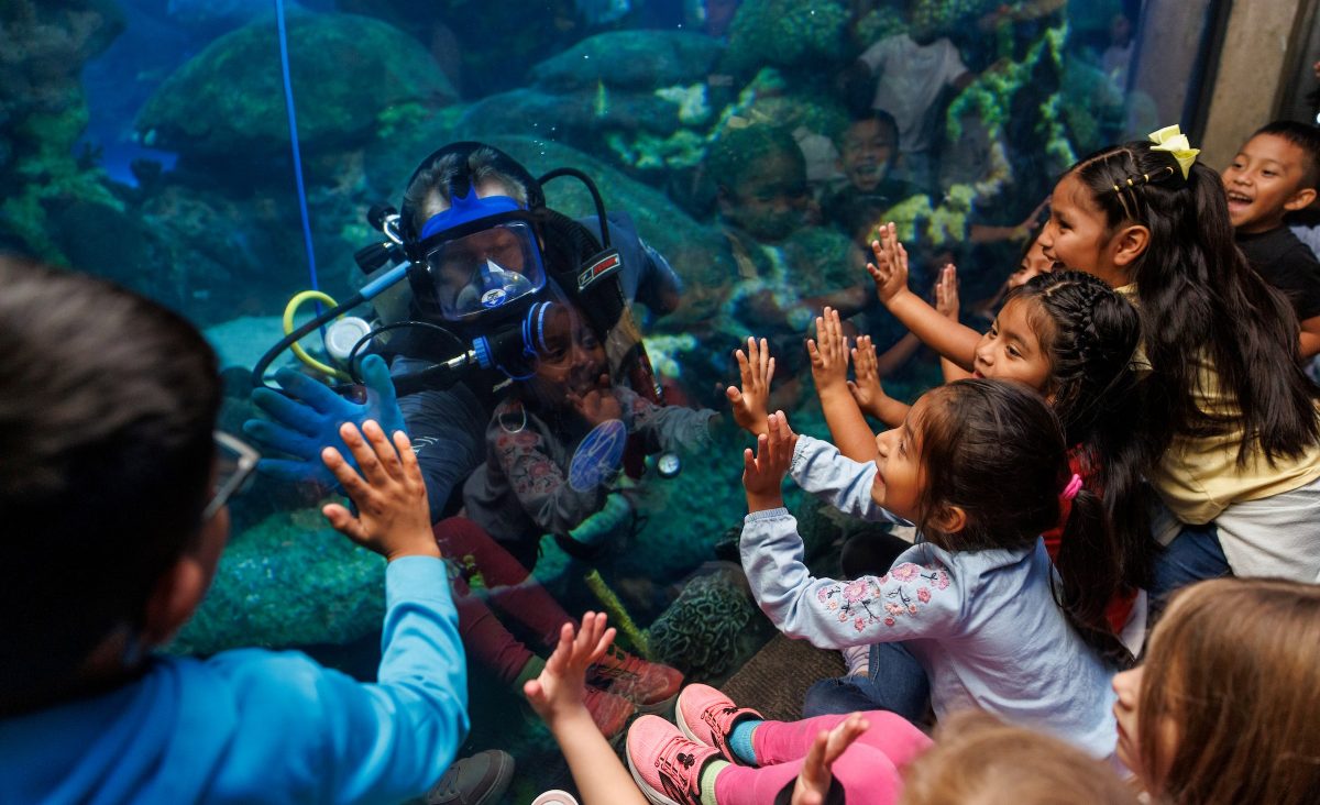 Children high-five a SCUBA Diver after a Diver Chat in the Tennessee Aquarium's Secret Reef exhibit.