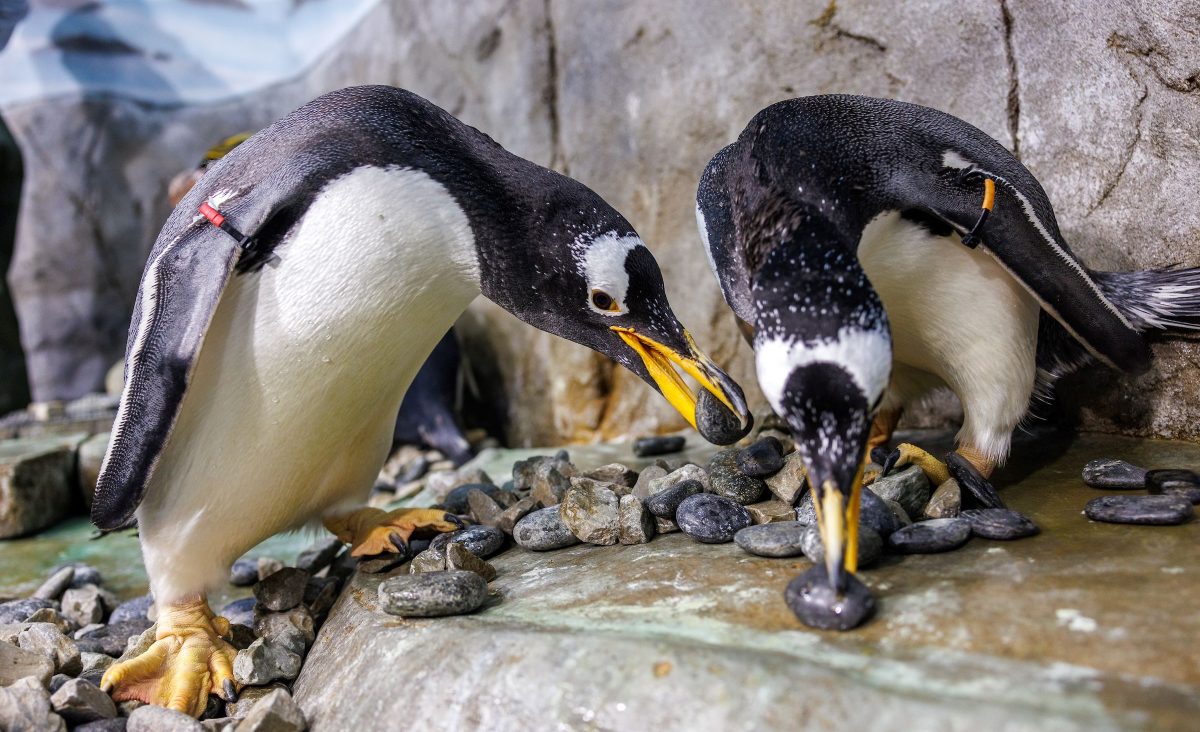 Gentoo Penguins select rocks for their nests at the Tennessee Aquarium.