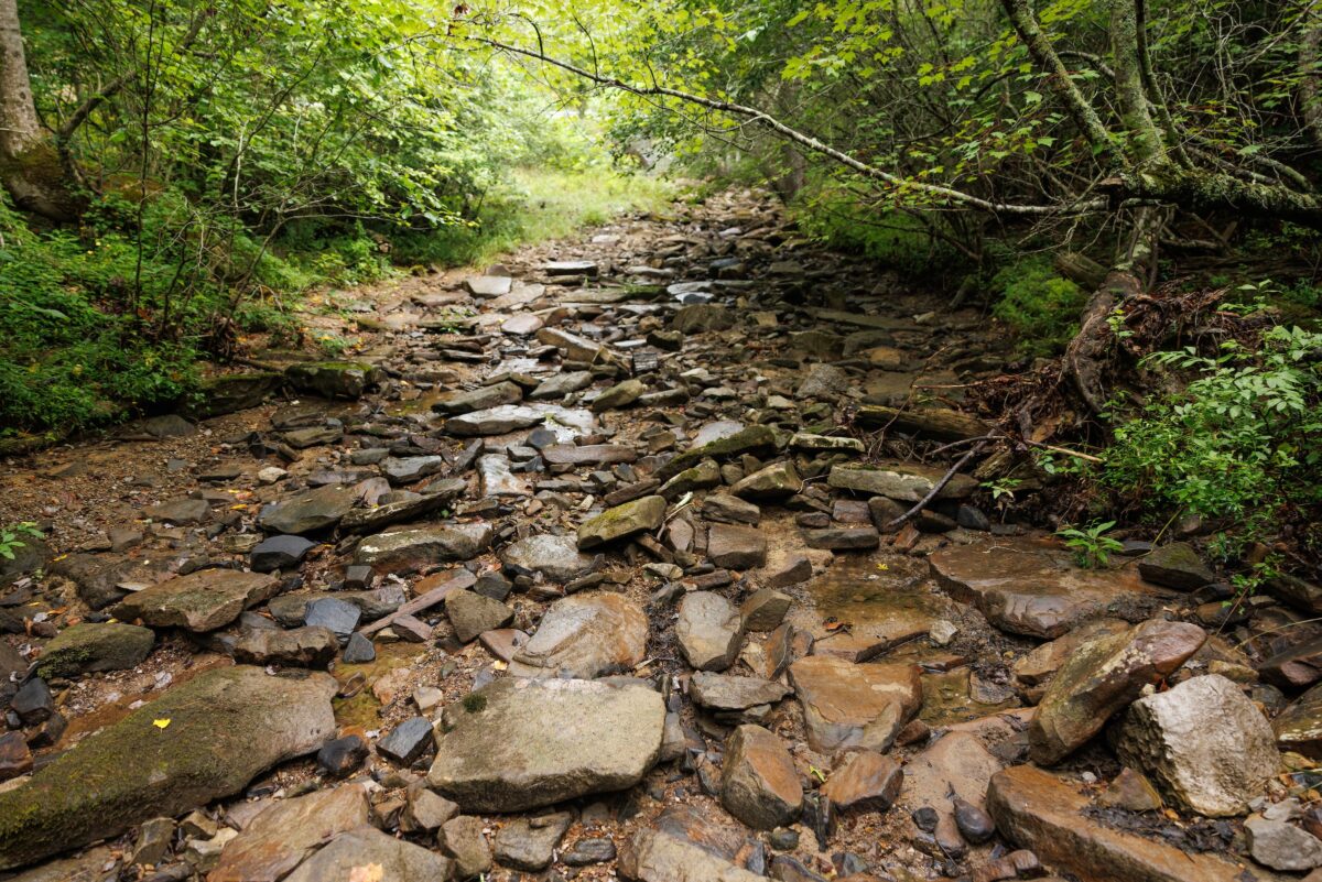 Conservation scientists with the Tennessee Aquarium Conservation Institute work with the U.S. Fish & Wildlife Service to rescue critically endangered Laurel Dace from drought-plagued Bumbee Creek.