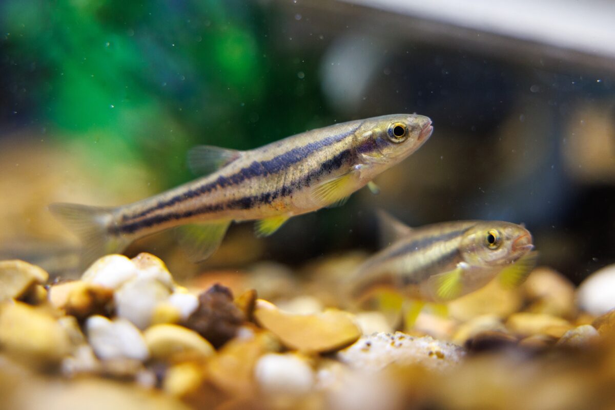 Laurel Dace (Chrosomus saylori) swim in a habitat at the Tennessee Aquarium Conservation Institute.