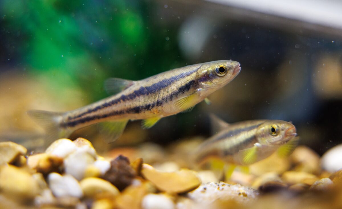 Laurel Dace (Chrosomus saylori) swim in a habitat at the Tennessee Aquarium Conservation Institute.