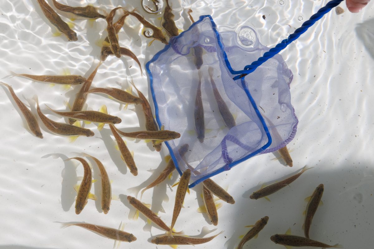 The Tennessee Aquarium Conservation Institute reintroduces critically endangered Laurel Dace into Bumbee Creek.