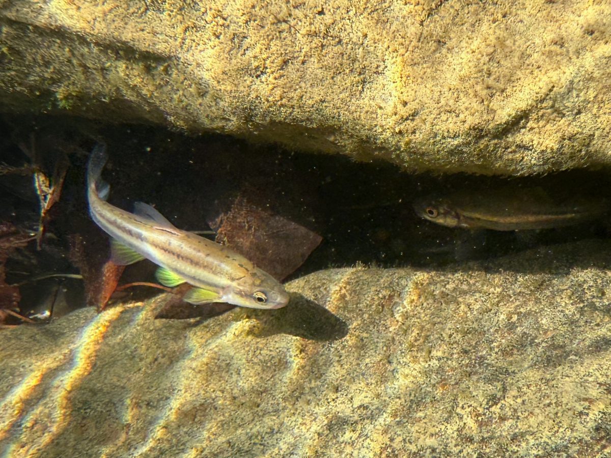A photo of reintroduced Laurel Dace swim in Bumbee Creek.