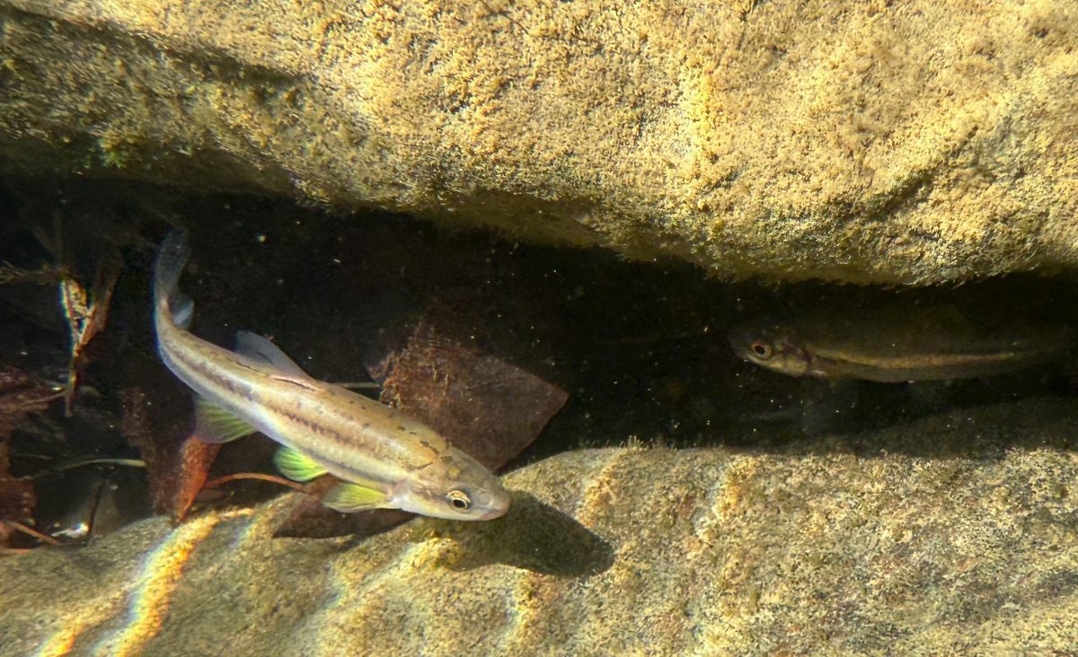 A photo of reintroduced Laurel Dace swim in Bumbee Creek.