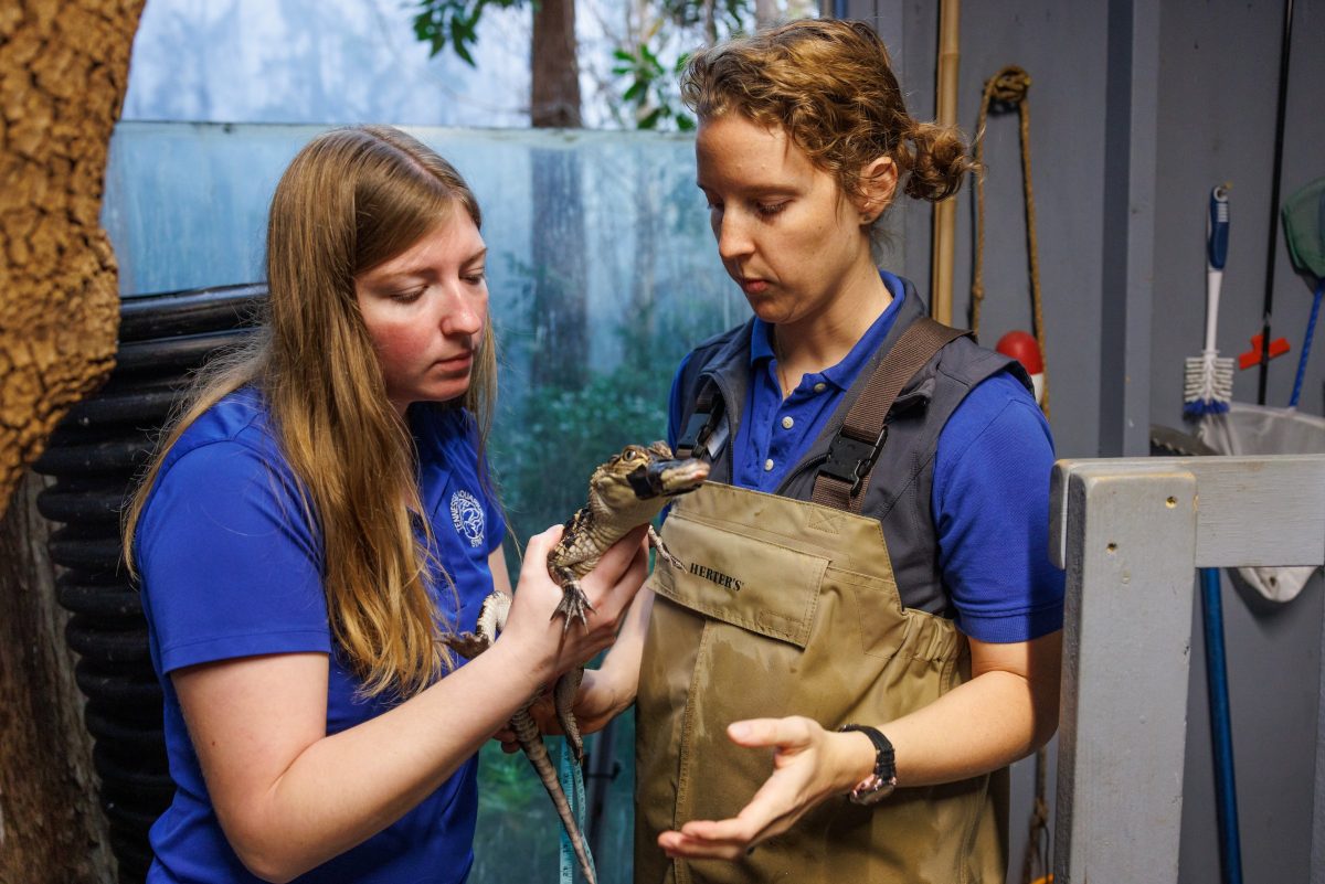 Veterinary Technician Shelby Ferguson, left, and Senior Animal Care Specialist Jennifer McPheeters conduct a physical on a juvenile American Alligator.
