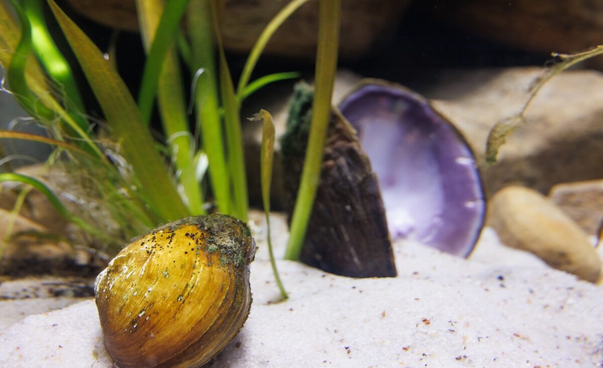 A Threehorn Wartyback (Obliquaria reflexa) mussel in the Tennessee Aquarium's new Freshwater Mussels exhibit in the Ridges to Rivers gallery.