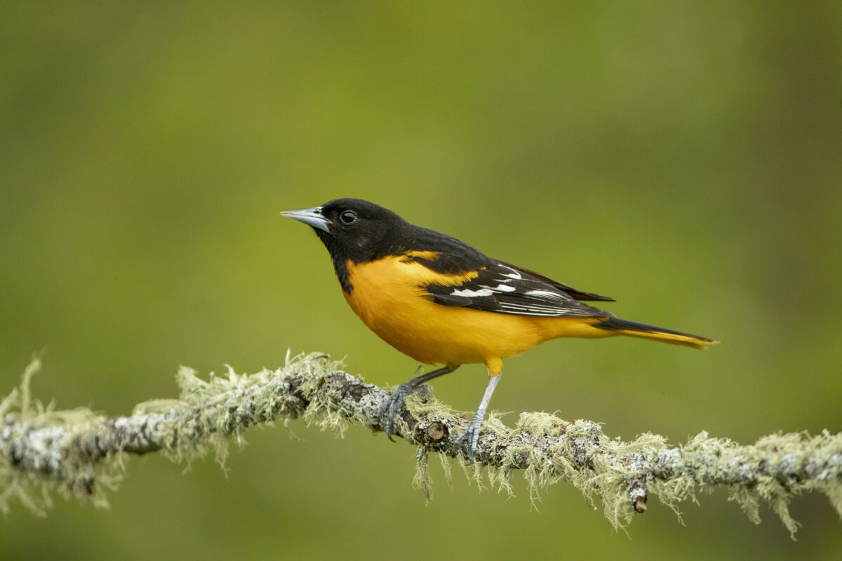 Baltimore oriole standing on mossy branch