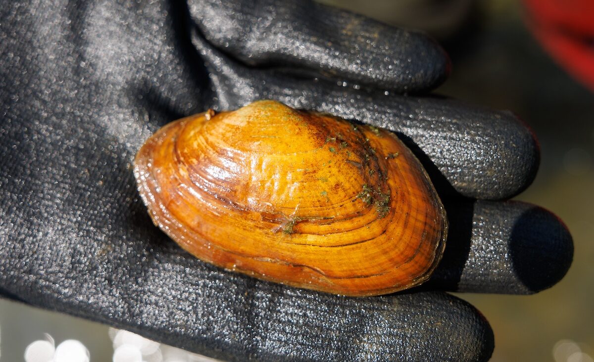 A Creeper Mussel (Strophitus undulatus) from the Duck River.