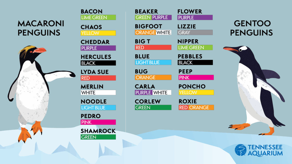Illustrated graphic displaying the names and colors of arm bands on the Tennessee Aquarium's Macaroni and Gentoo Penguins
