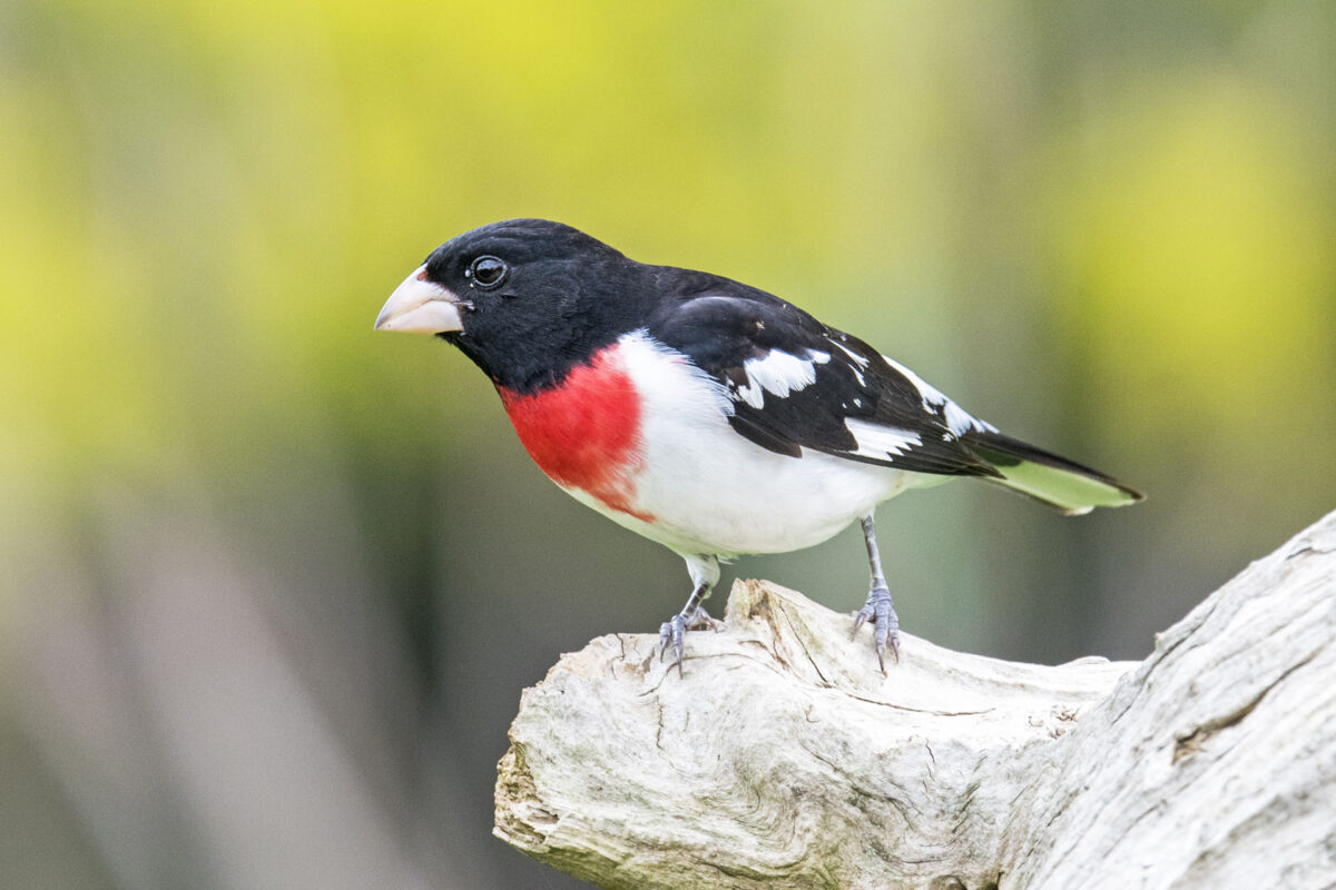 Rose breasted grosbeak standing on stump