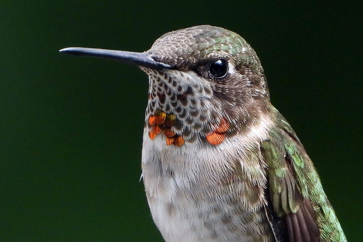 Close up of Ruby Throated Hummingbird