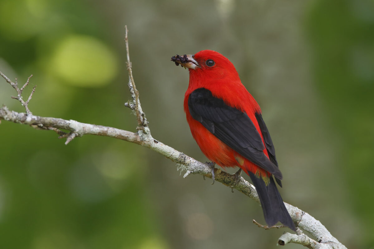 Male Scarlet Tanager Eating Mulberries
