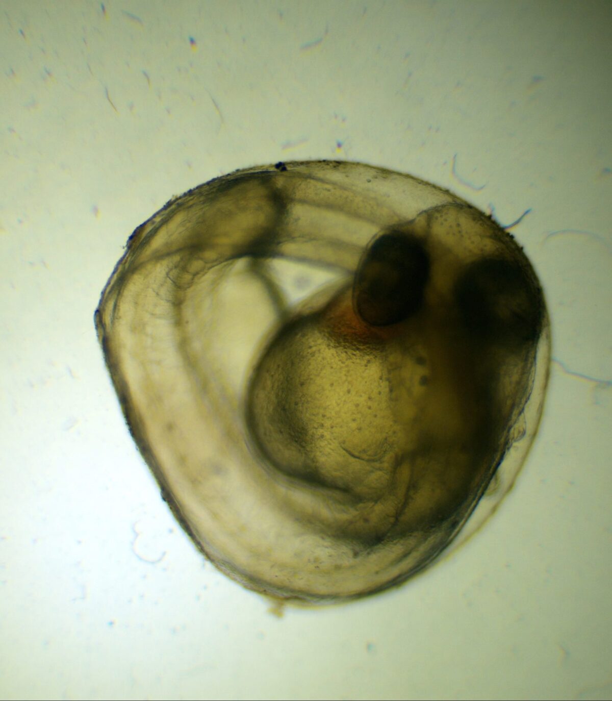 An image from a microscope of a developing Laurel Dace egg with visible eyes and skeleton