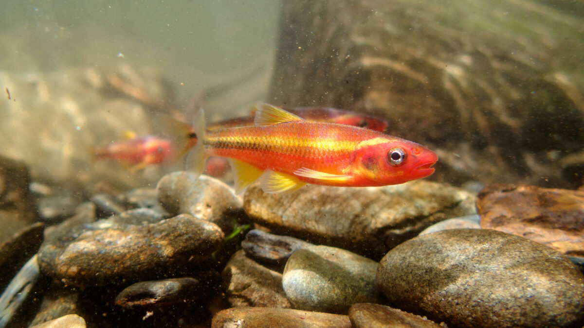 Saffron Shiner swimming in river underwater