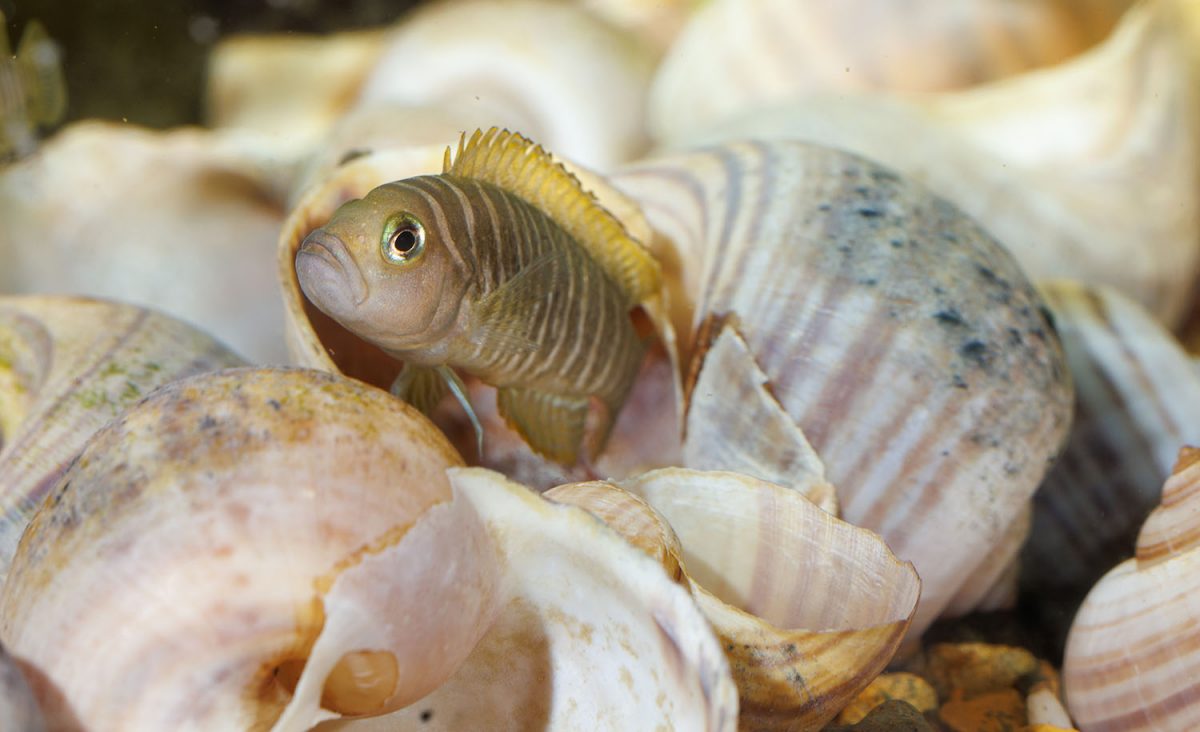 A Shell-dweller Cichlid peers out from inside its home in the shell of a giant freshwater snail.