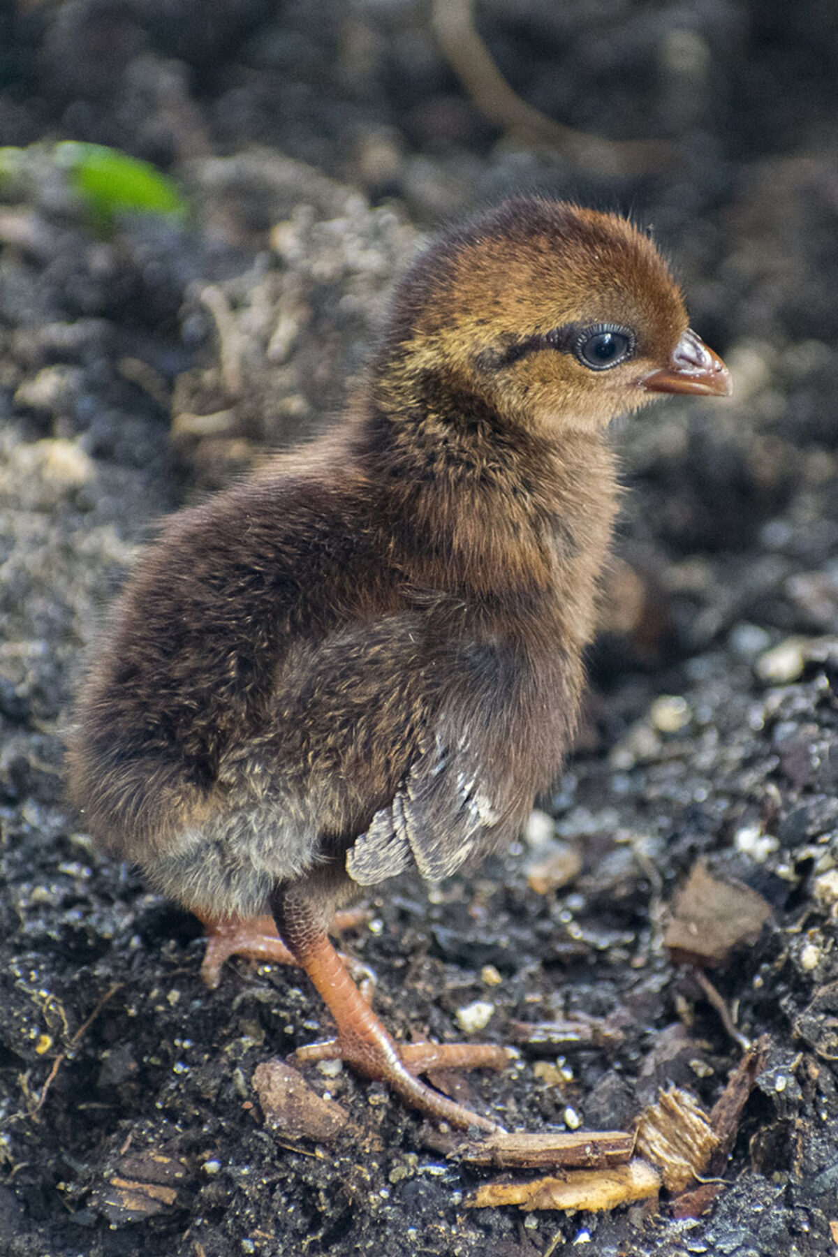 Crested wood partridge chick